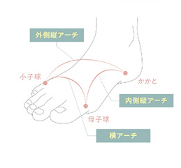 足裏の3つのアーチの説明